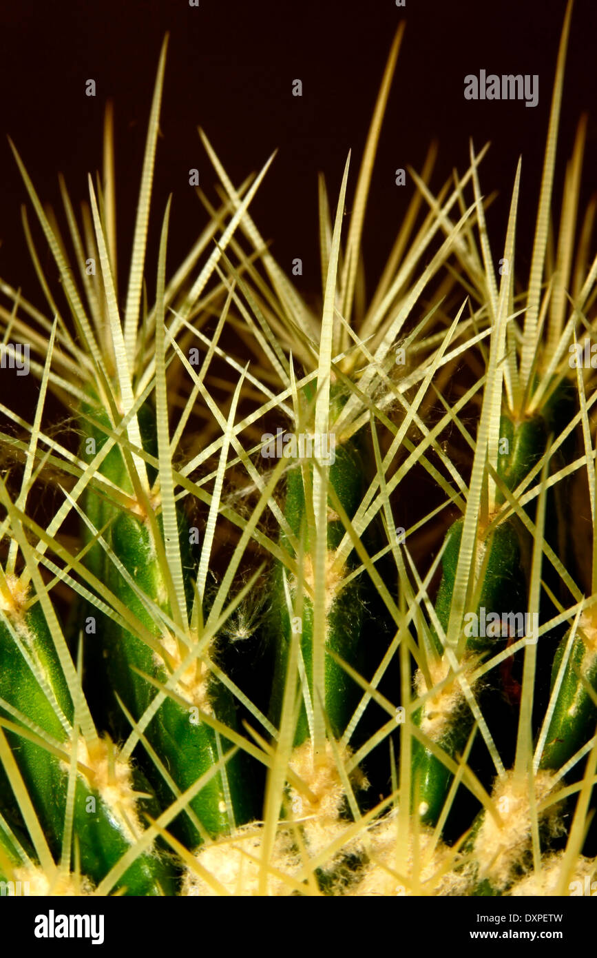 Long spines of Golden Barrel Cactus (Echinocactus grusonii) Stock Photo