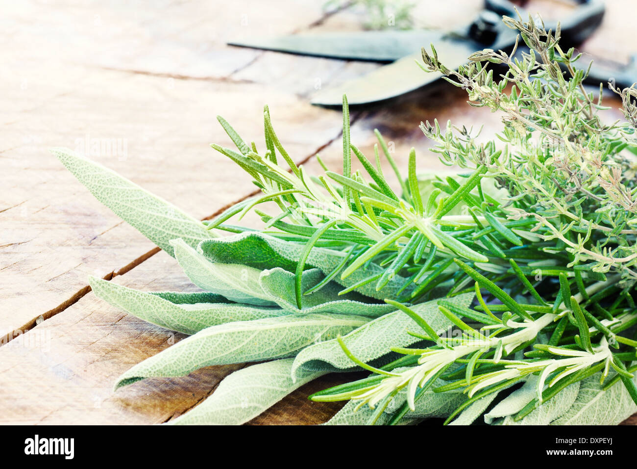 Fresh herbs plants. Culinary herbs and spices Stock Photo
