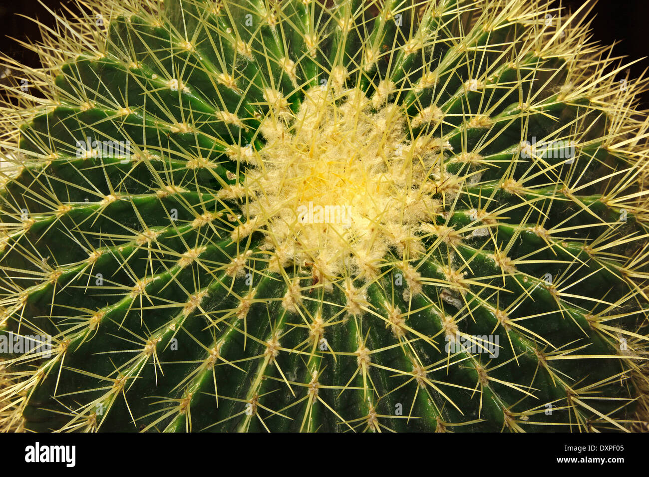 Golden Barrel Cactus (Echinocactus grusonii) Stock Photo