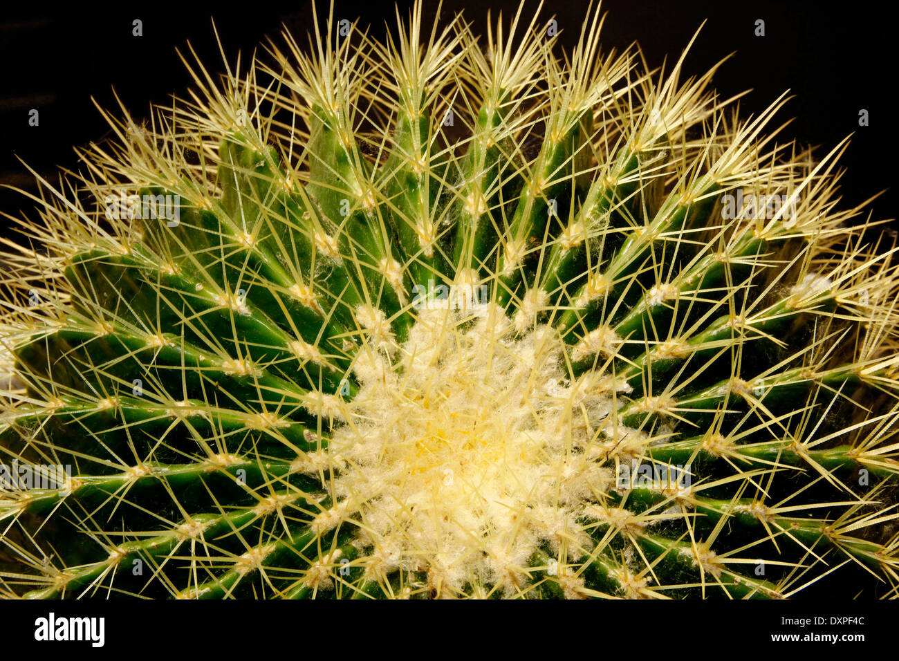 Golden Barrel Cactus (Echinocactus grusonii) Stock Photo