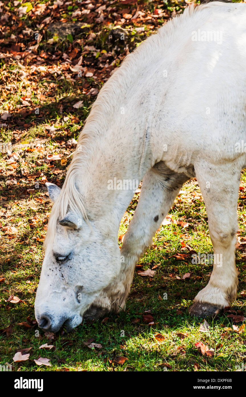 wild horse in an italian landscape Stock Photo - Alamy