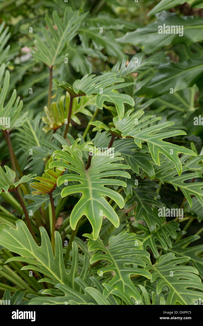 Ferns in Landscaped Garden, Florida, USA Stock Photo Alamy