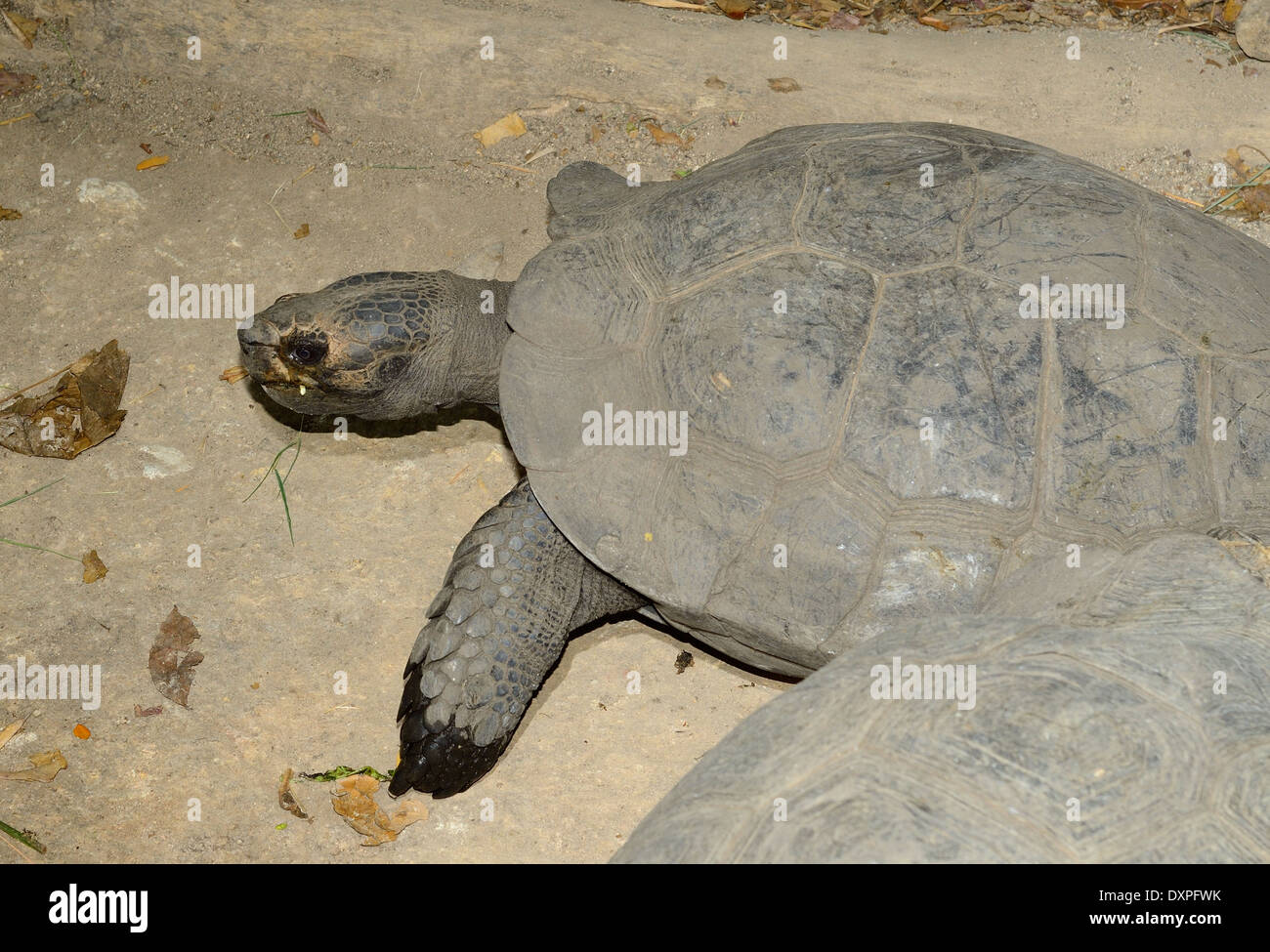 beautiful Black Giant Tortoise (Manouria emys phayrei) in Thai temple Stock Photo