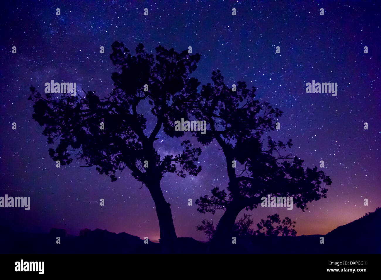 An image of a tree silhouetted against the night sky and the Milky Way ...