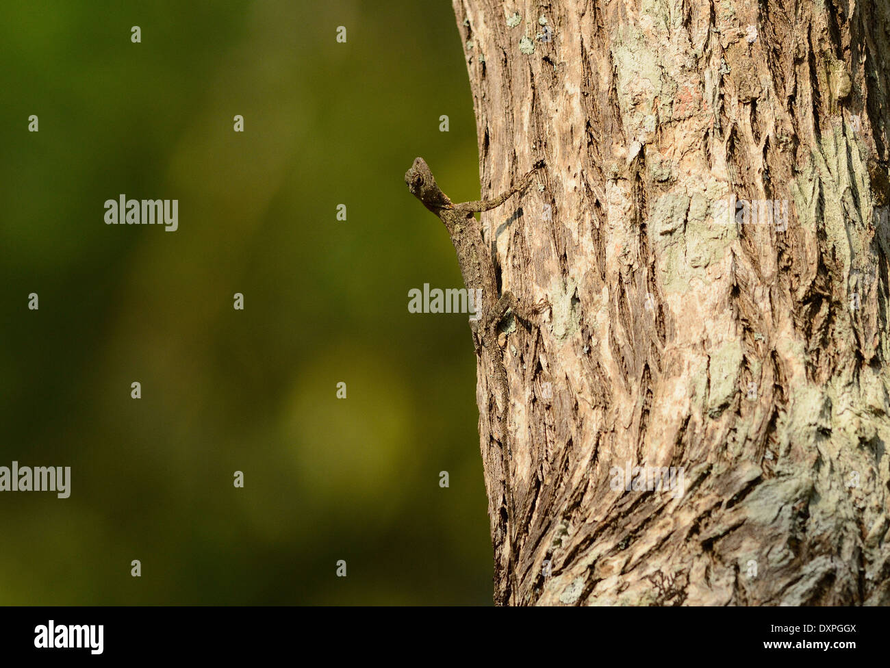 beautiful Common Gliding Lizard or Common Flying Drago(Drago volans) in Thai forest Stock Photo