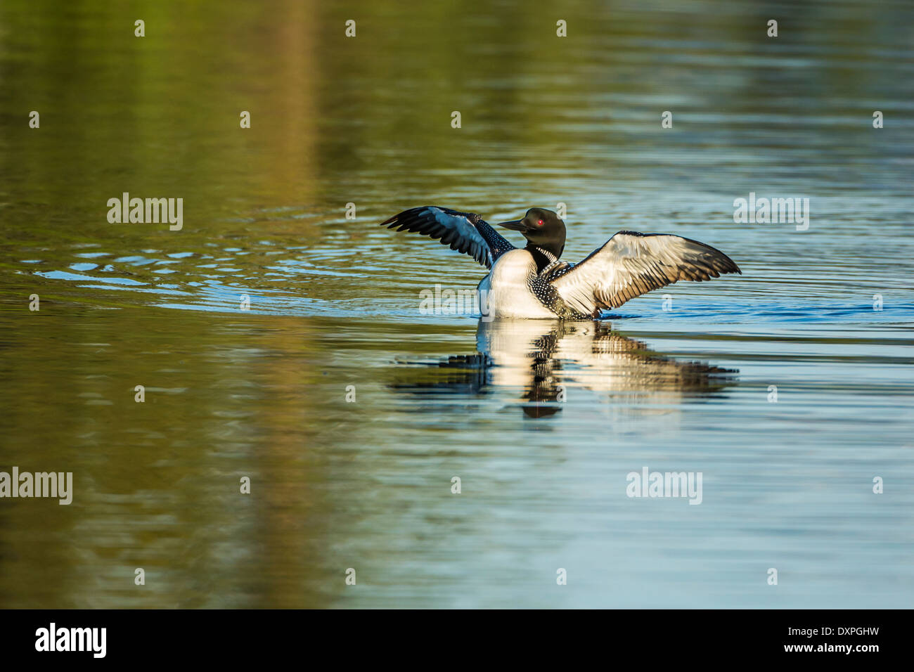 A Great Northern Loon swims and displays its breeding plumage on Wild Rose Lake in Kananaskis, Alberta, Canada. Stock Photo