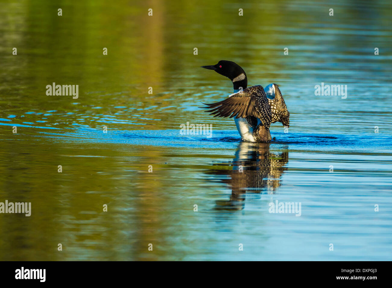 A Great Northern Loon swims and displays its breeding plumage on Wild Rose Lake in Kananaskis, Alberta, Canada. Stock Photo