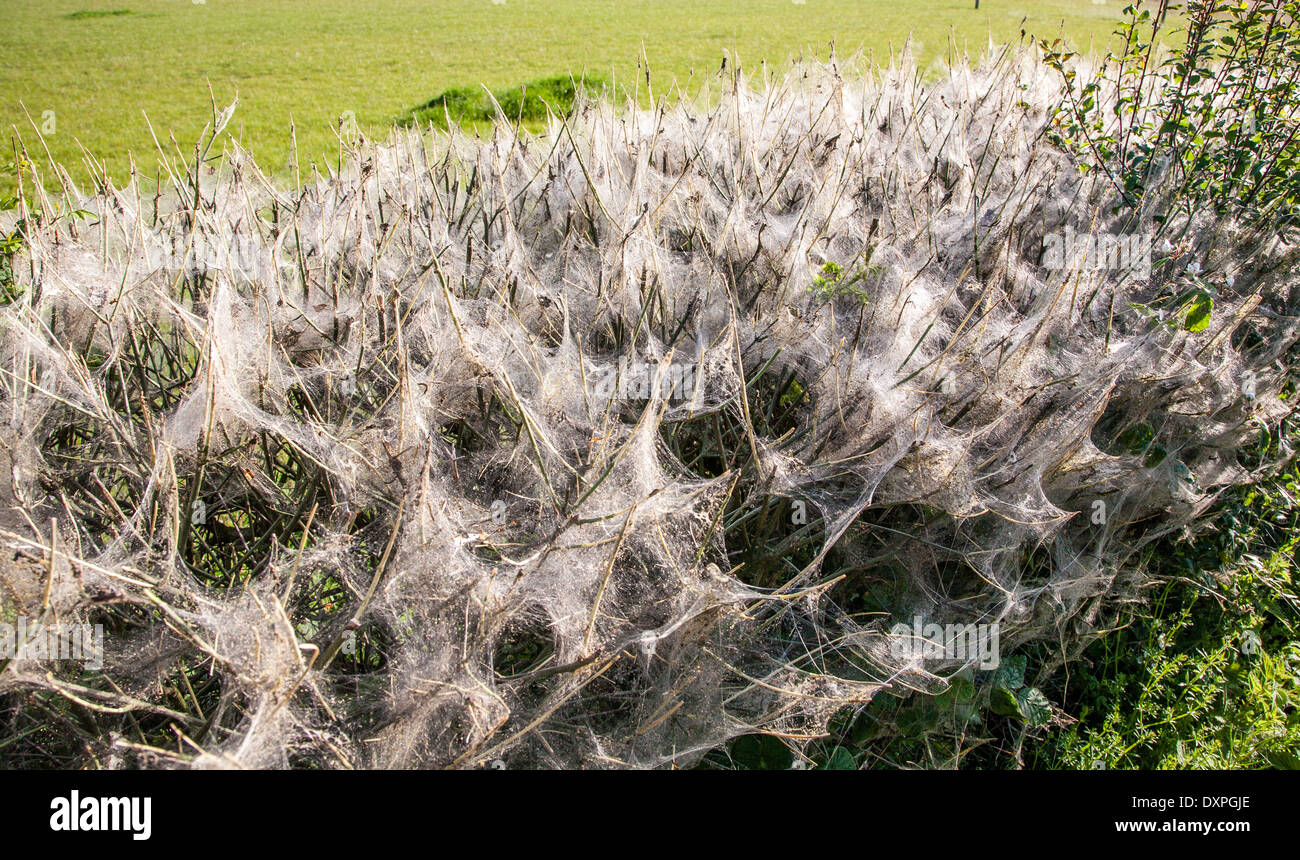Dorset hedge festooned with web and completely devoured by moth caterpillars Stock Photo