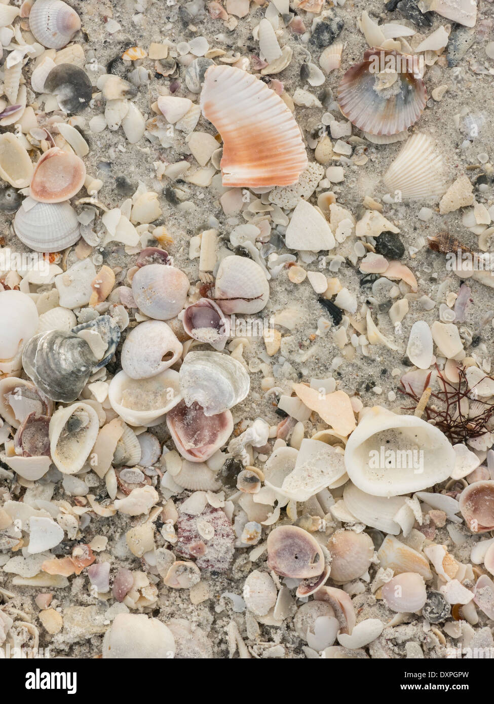 Close Up, Sea Shells on the Beach, Boca Grande, Gasparilla Island, FL, USA Stock Photo