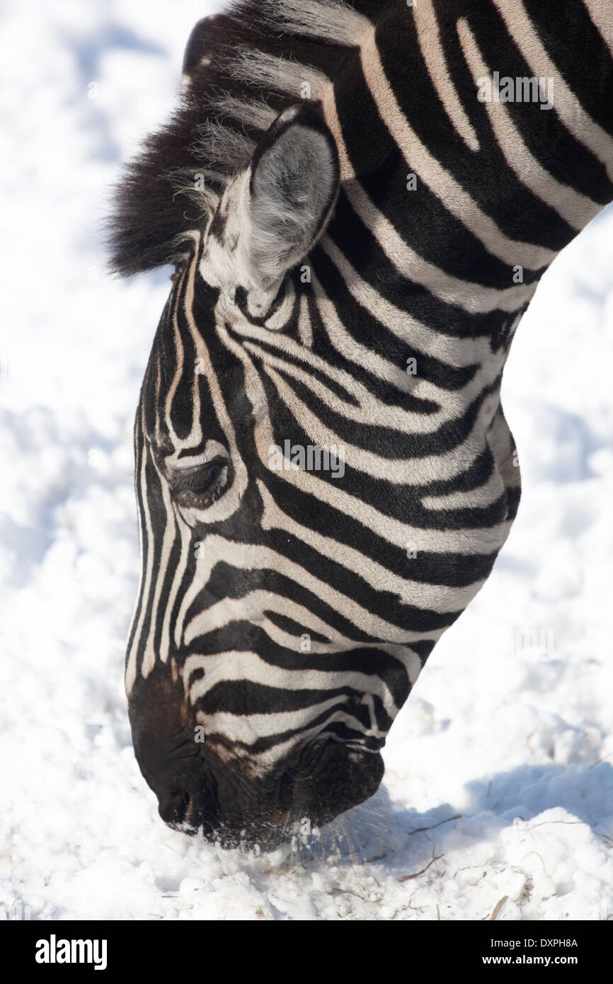 Zebras winter zoo hi-res stock photography and images - Alamy