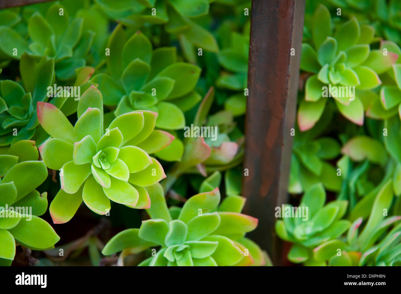 Crassulaceae Aeonium plant. Close view. Stock Photo