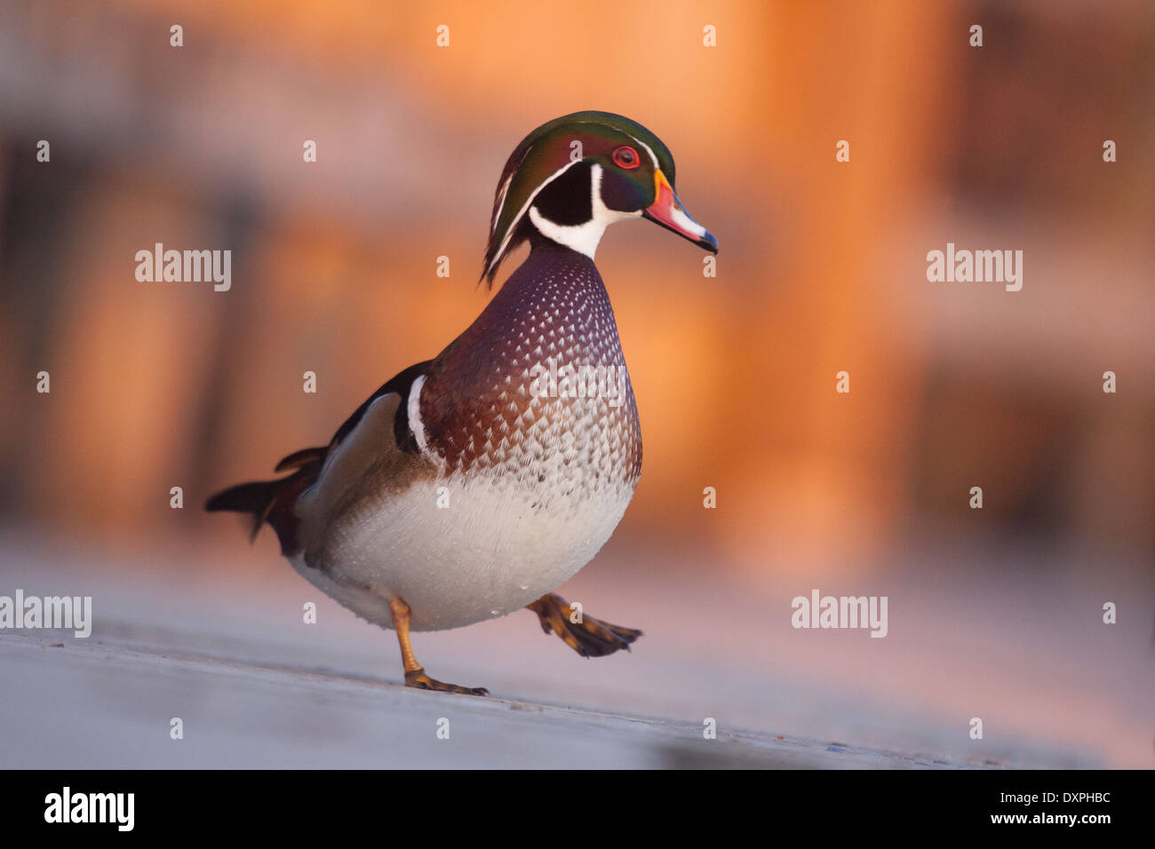 A wood duck walking on a boardwalk in the town of Granby ,Canada. A duck  out of the water alone, front side view in the summer Stock Photo