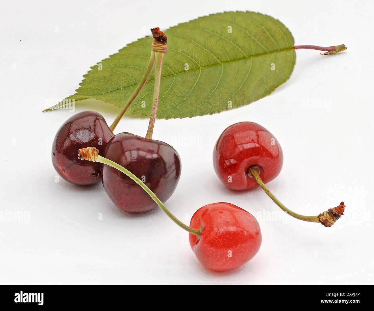 sweet cherries Stock Photo