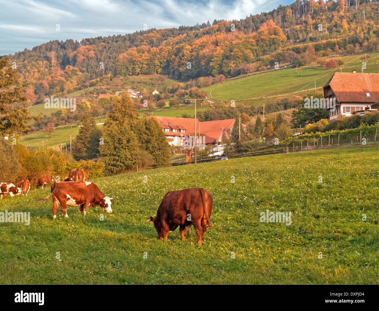 black forest pasture, Germany Stock Photo