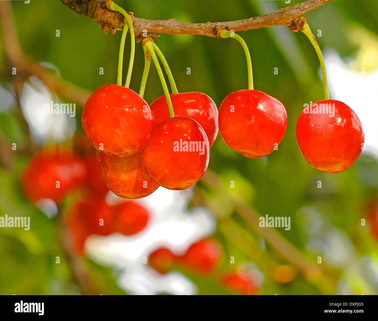 cherries on the tree Stock Photo