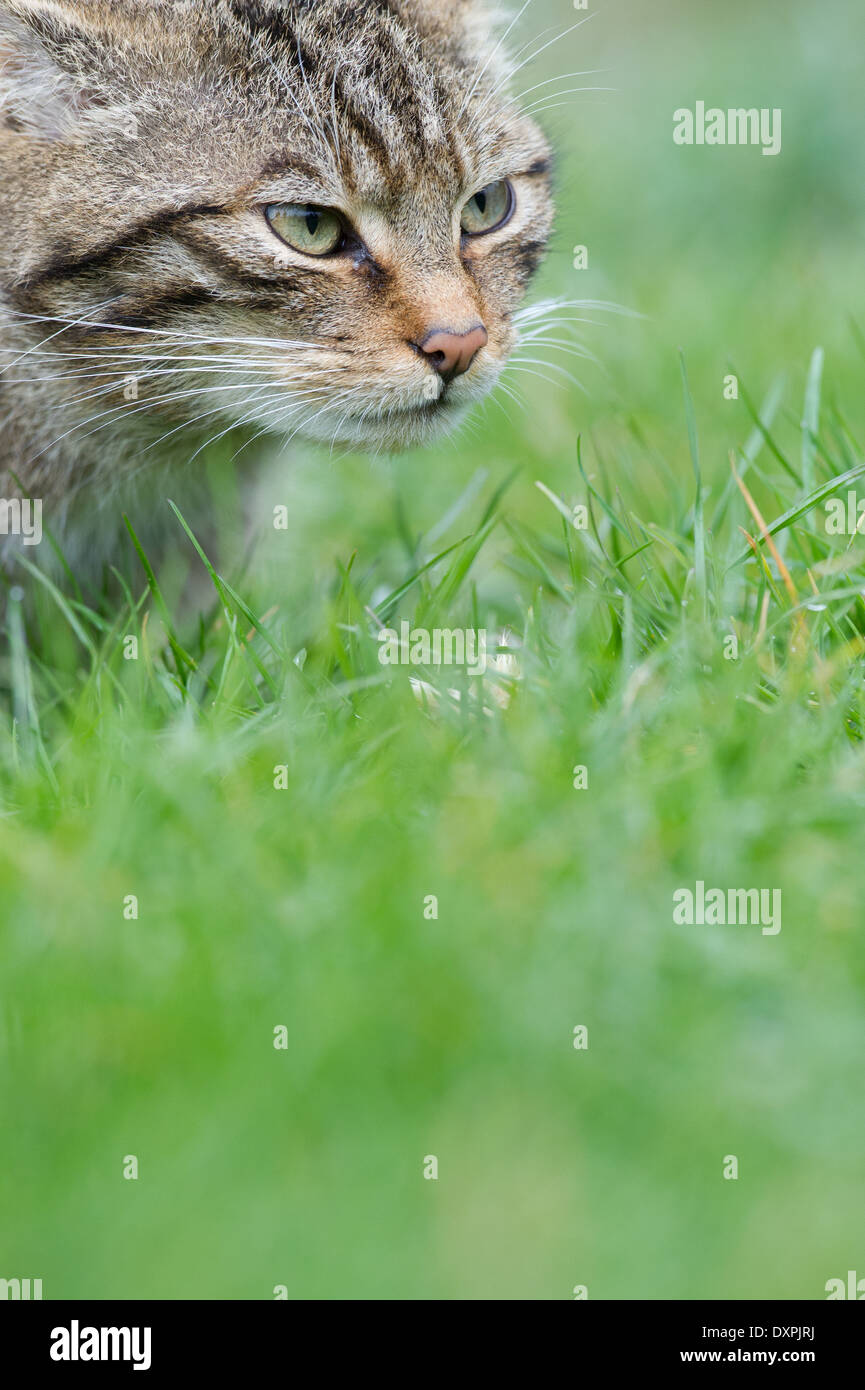 Scottish wildcat (Felis silvestris grampia) Stock Photo