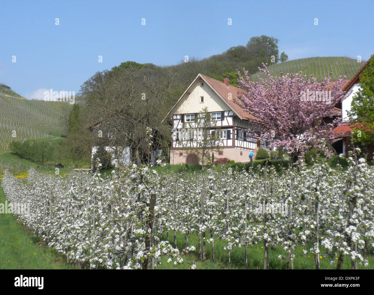 Apple blossom, Black Forest, Germany Stock Photo