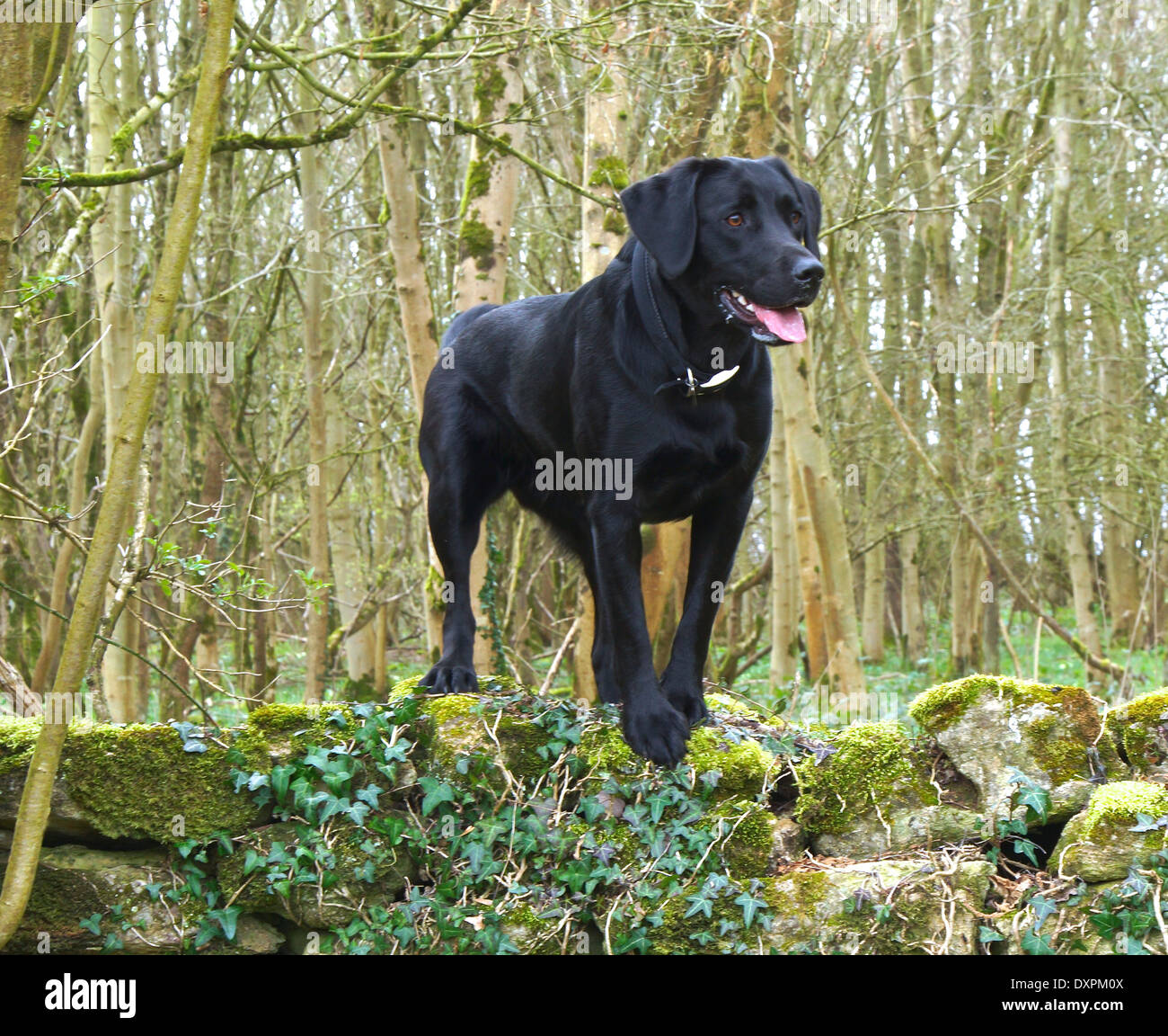 Black Labrador standing on stone wall looking very alert Stock Photo