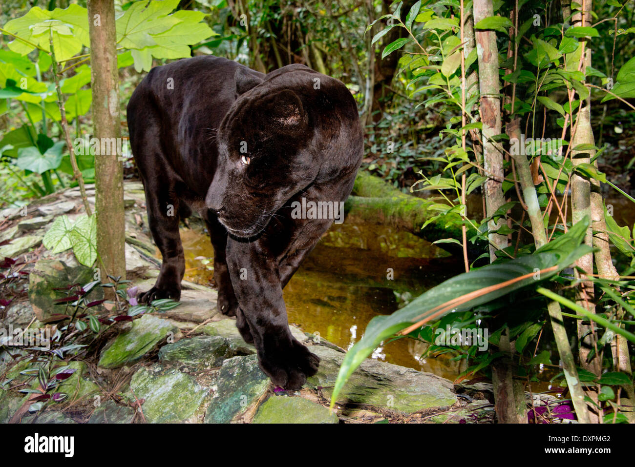 Belize, District of Belize, Belize City, Belize City Zoo. Black panther (Captive). Stock Photo