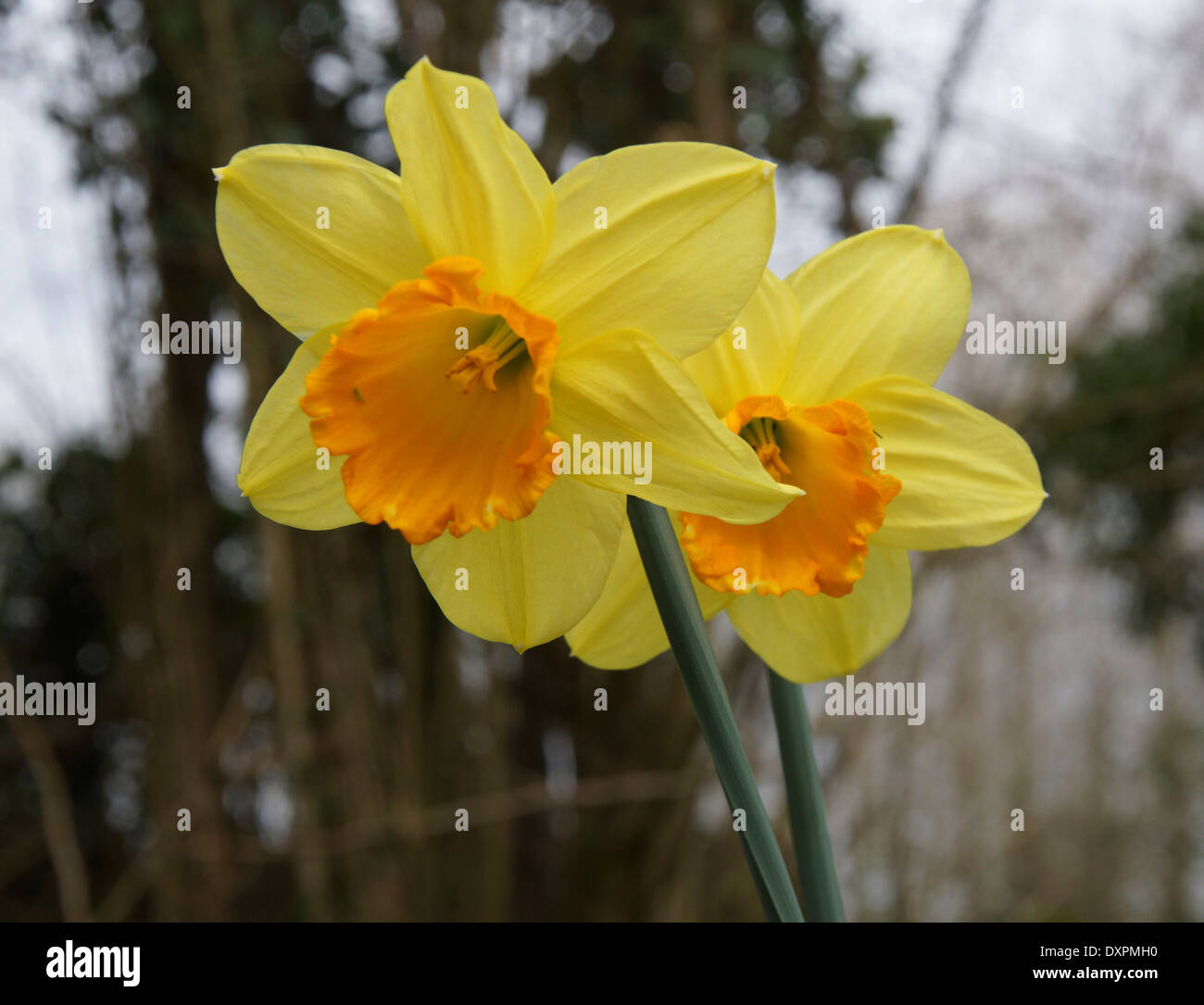 Daffodils in the woods - a sign that Spring is finally on its way! Stock Photo