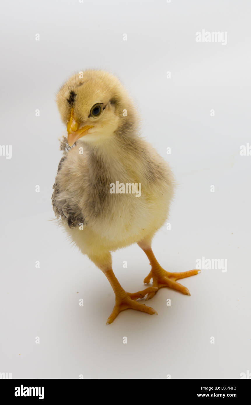 Newborn Spring Chick VI Stock Photo