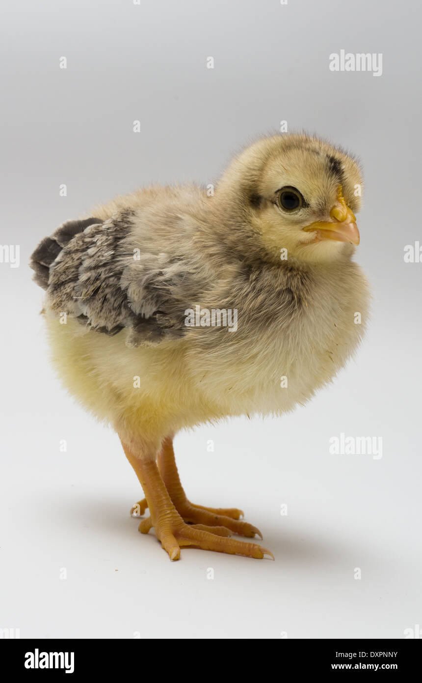 Easter Chick Portrait II Stock Photo