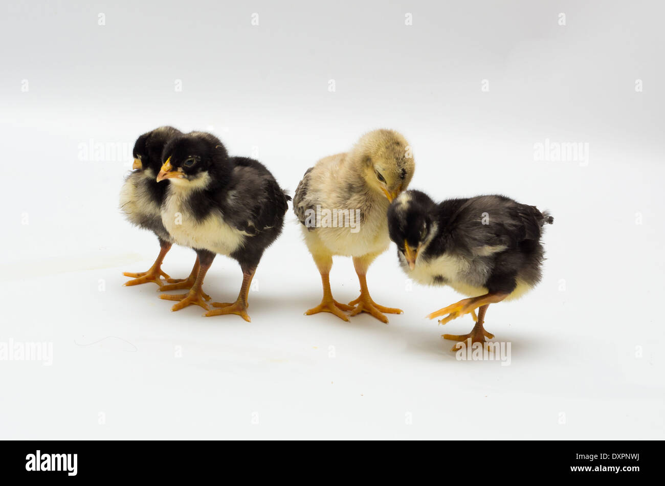 Four Spring Chicks Stock Photo