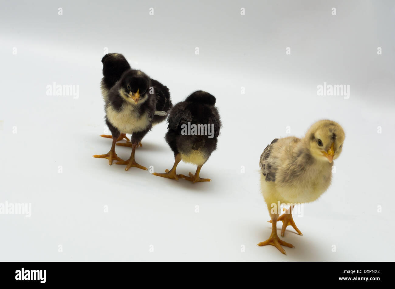 Four Spring Chicks - Had Enough! Stock Photo