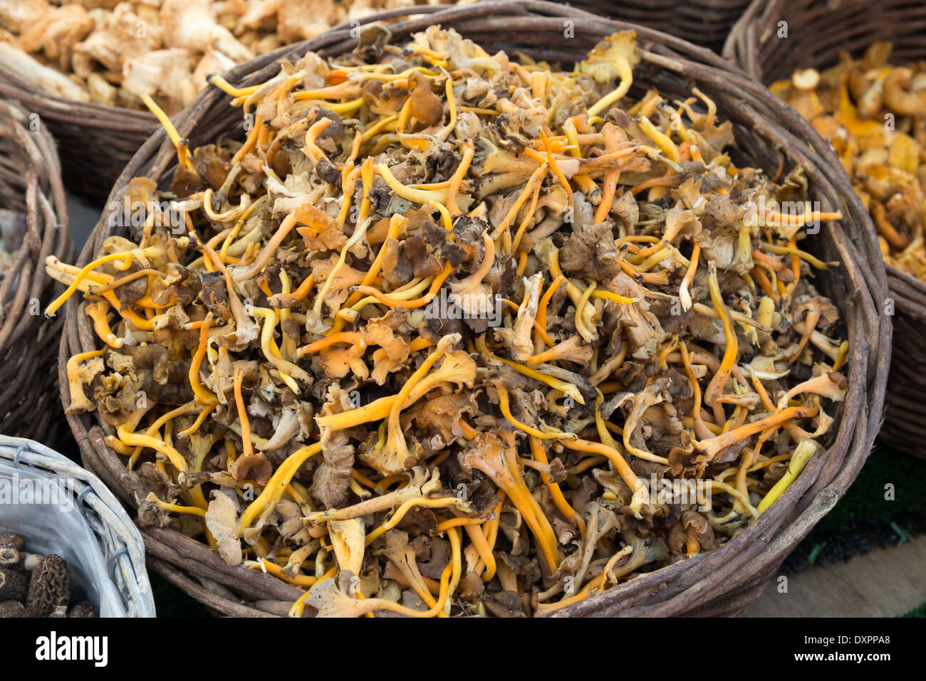 Chanterelle mushrooms for sale at farmers market, London, England, UK