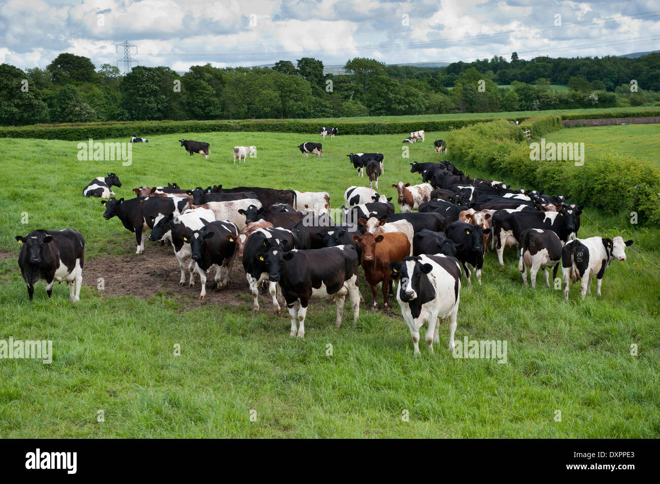 Holstein Friesian dairy cattle grazing in fields. Cumbria, UK Stock ...
