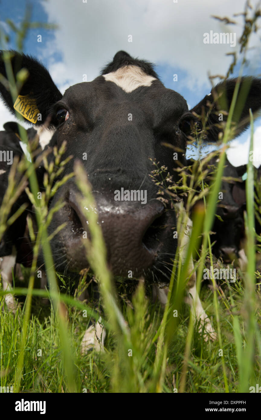 Dairy cow sniffing at grass in pasture. Stock Photo