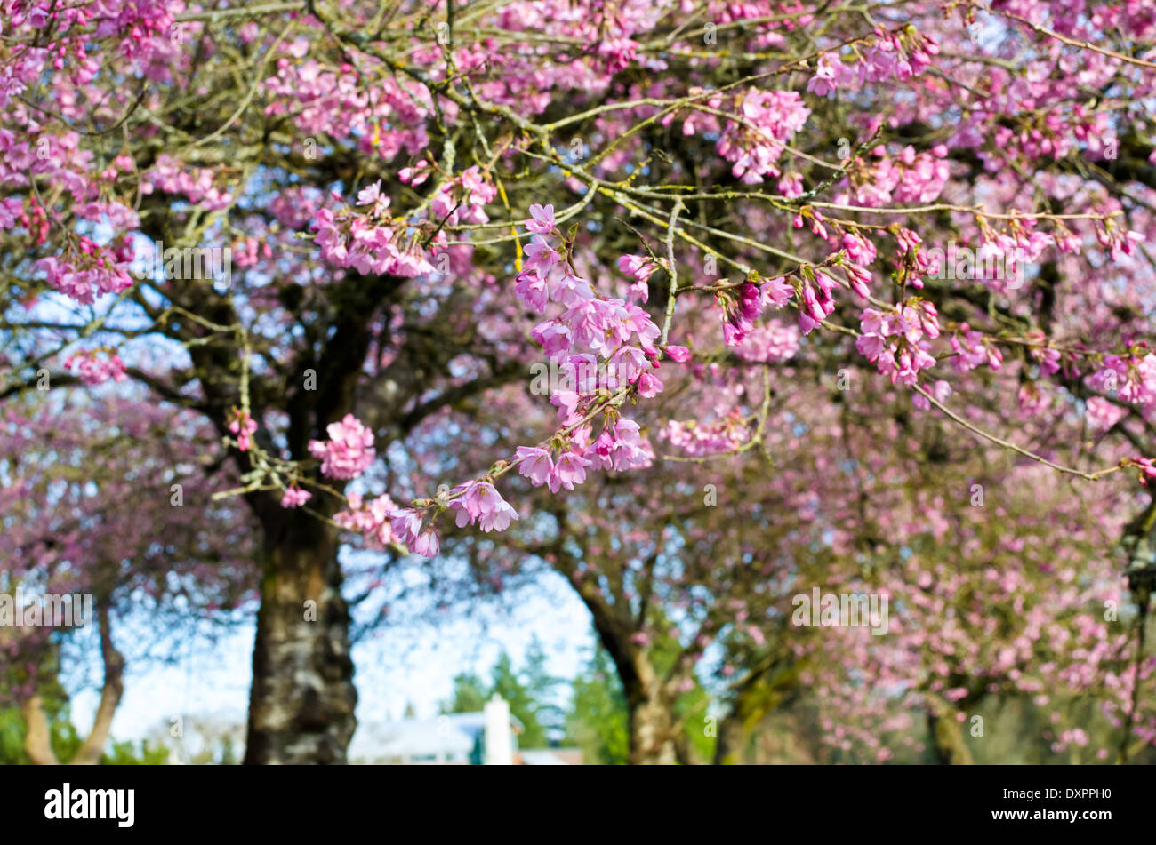 Pink Trees In Canada