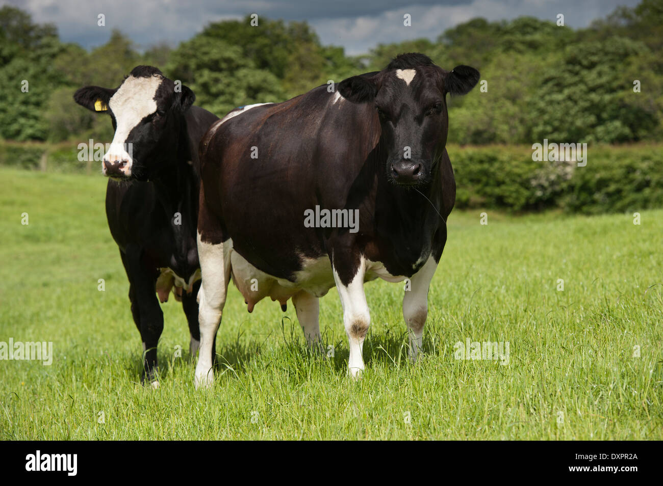 Friesian and crossbred Montbeliarde dairy cows in pasture, Cumbria, UK. Stock Photo