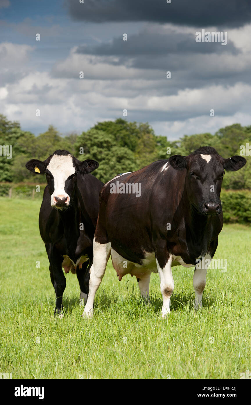 Friesian and crossbred Montbeliarde dairy cows in pasture, Cumbria, UK. Stock Photo