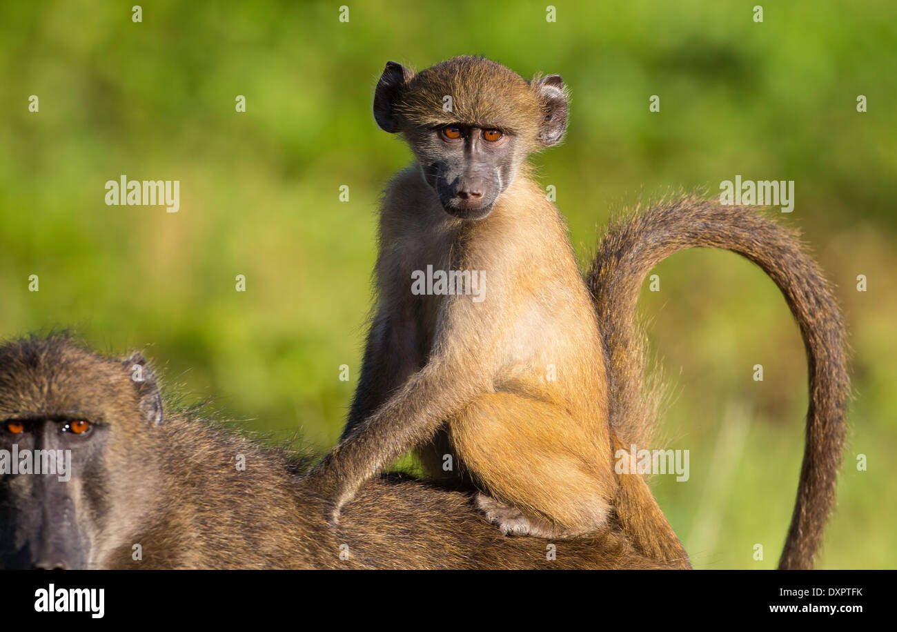 baboon young riding on mothers back Stock Photo - Alamy