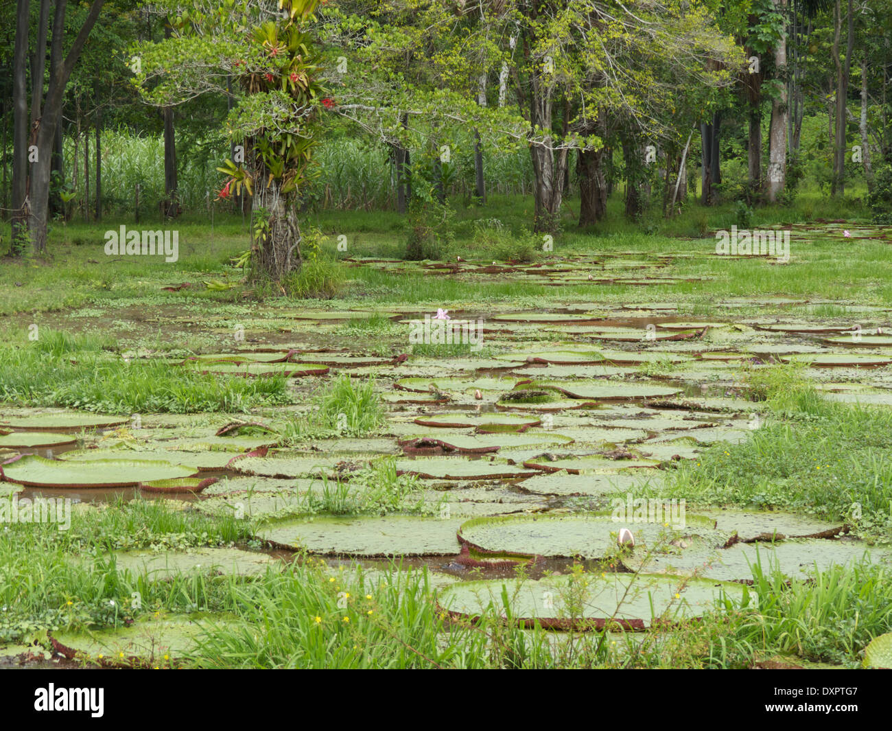Giant Amazon water lilies (Victoria amazonica) in the Peruvian amazon