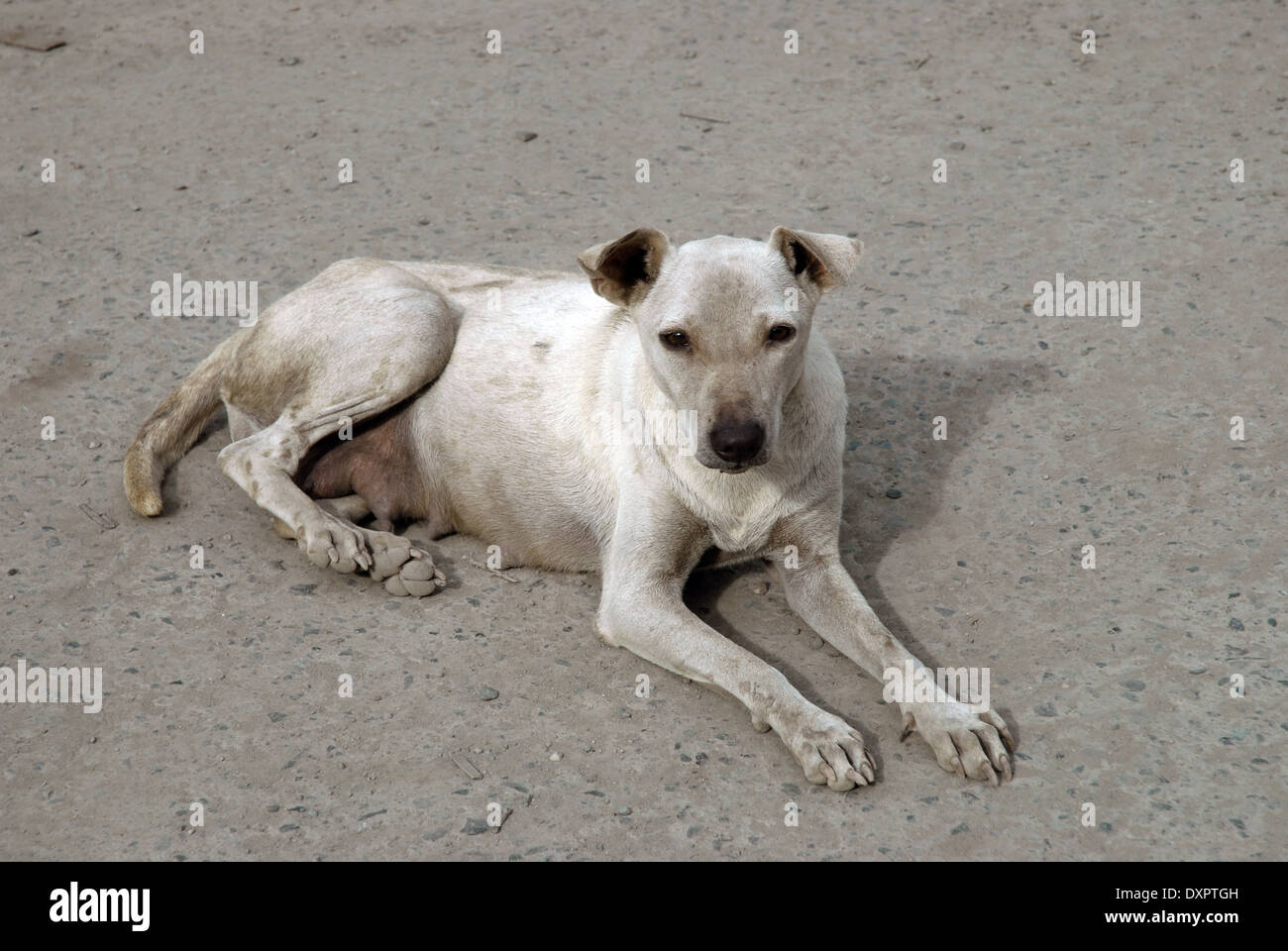 Page 3 - Dog With Mange High Resolution Stock Photography and Images - Alamy
