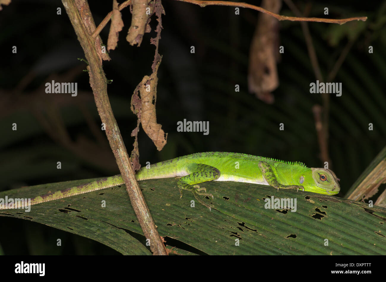 A young Amazon Forest Dragon (Enyalioides laticeps) sleeping at night on a leaf in the Amazon
