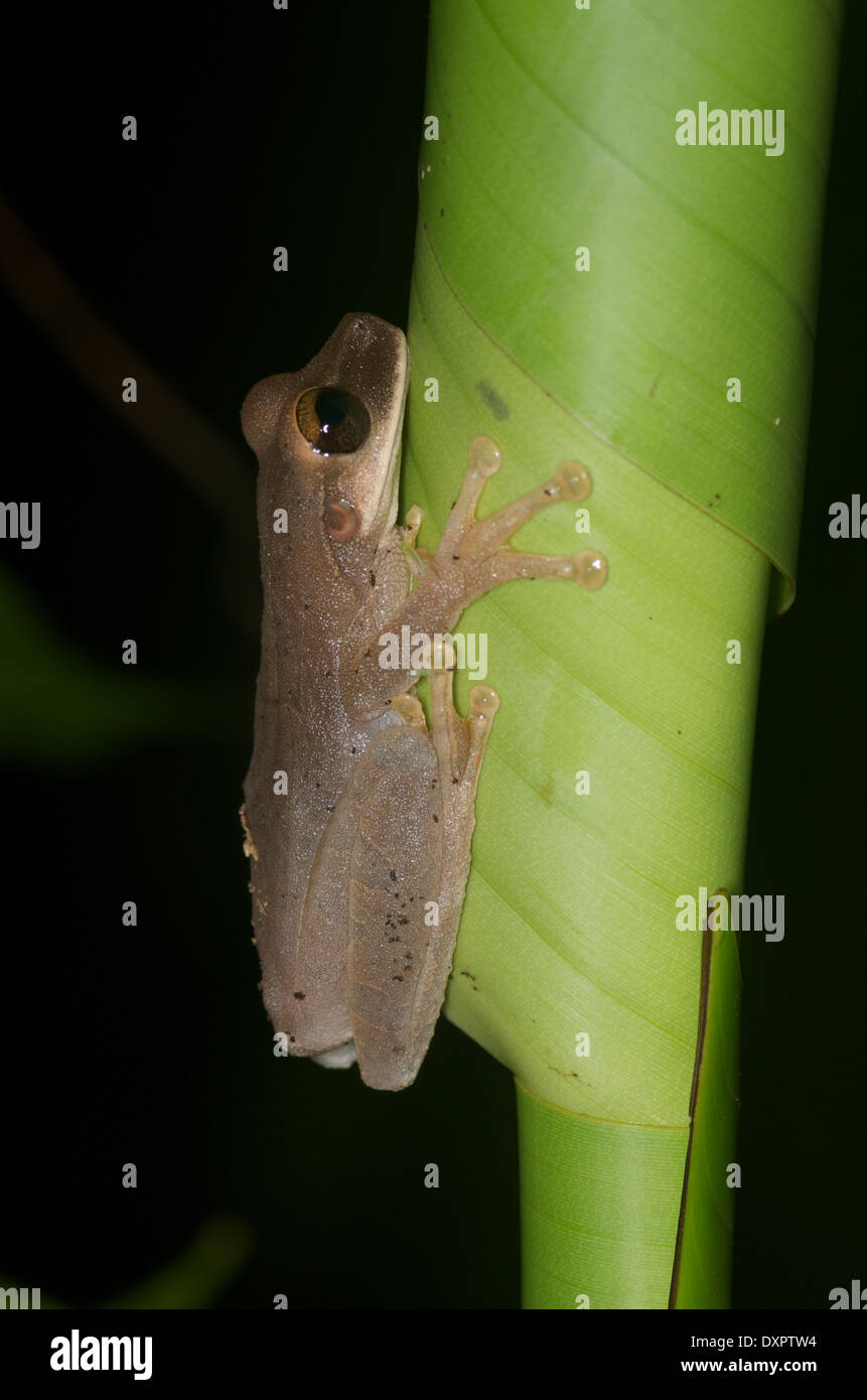 A Yasuni Broad-headed Treefrog (Osteocephalus yasuni) on a curled palm frond at night in the Amazon basin in Peru. Stock Photo
