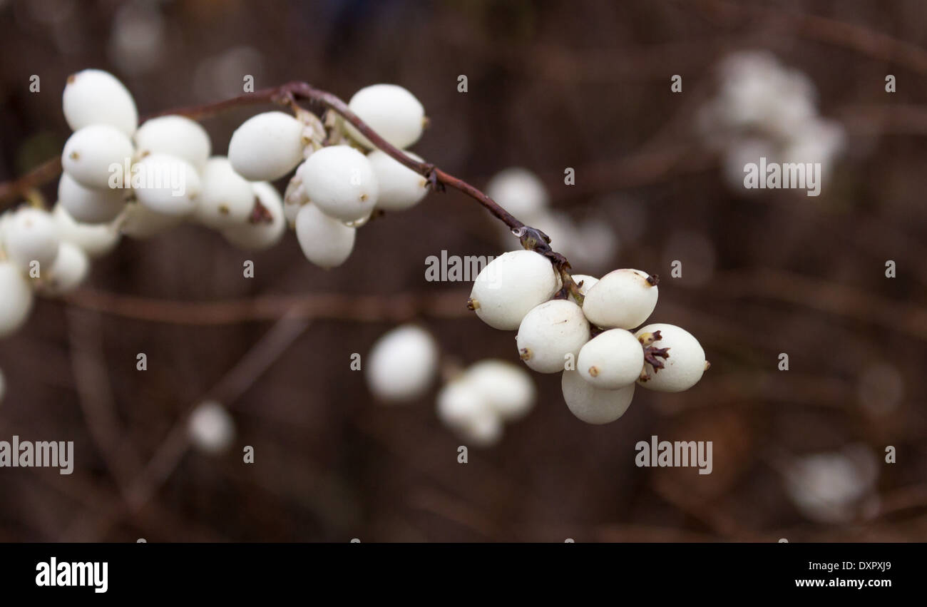 Snowberries (Symphoricarpos) Stock Photo