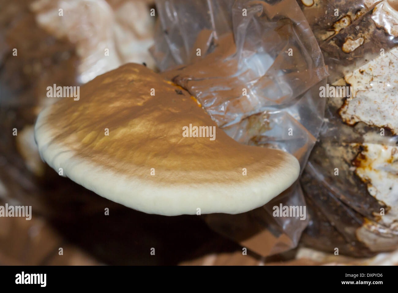 Lingzhi mushroom Stock Photo