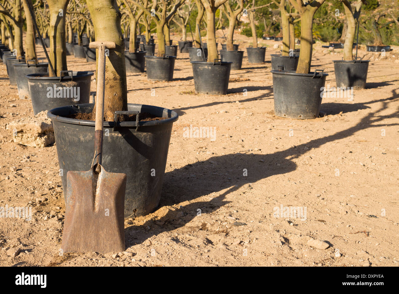 Spade against tree hi-res stock photography and images - Alamy