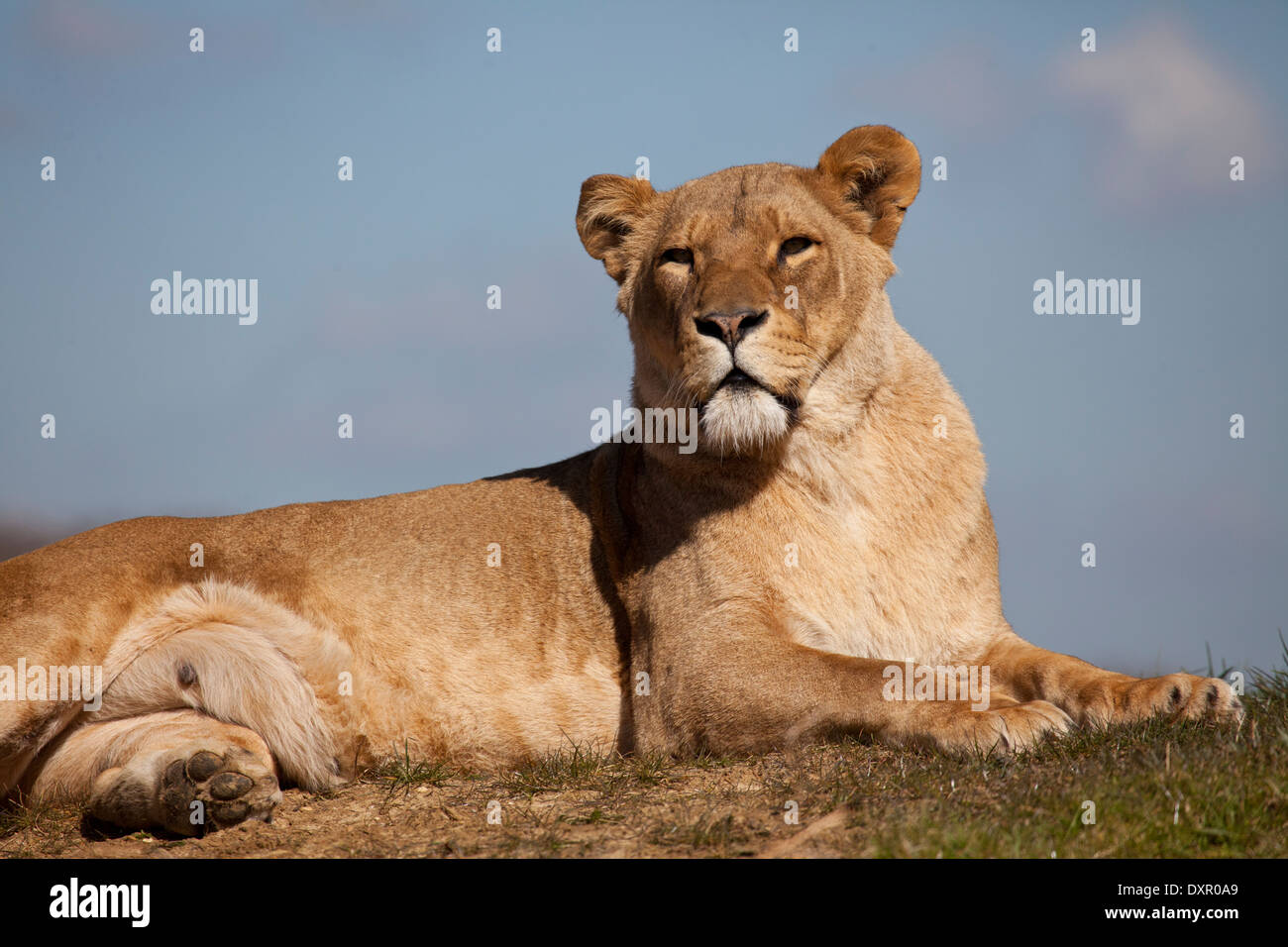 A landscape view of an African lioness Stock Photo