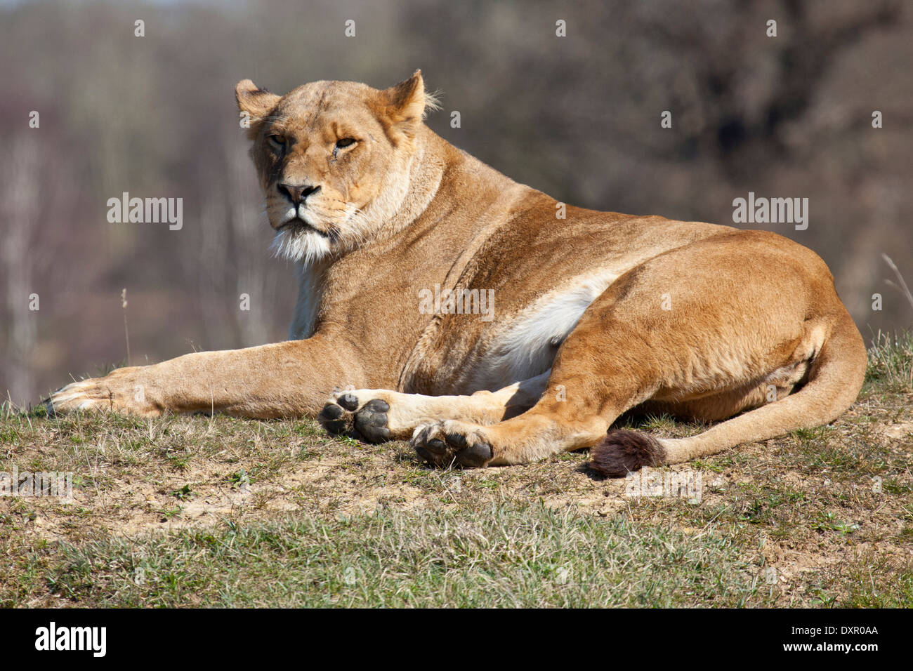 A landscape view of an African lioness Stock Photo