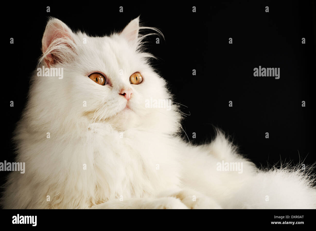 White cat Stock Photo