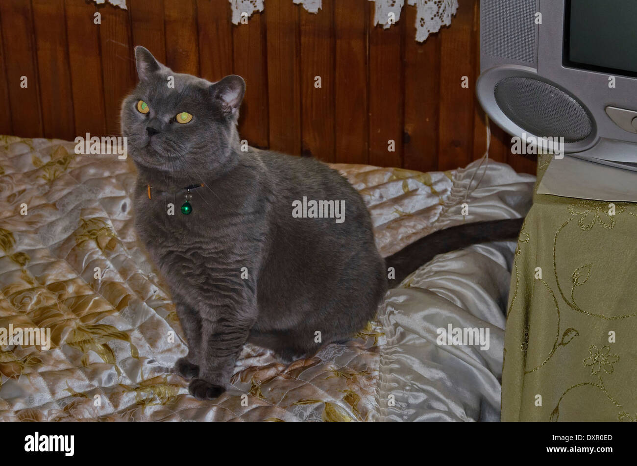 Grey cat with velveteen skin Stock Photo