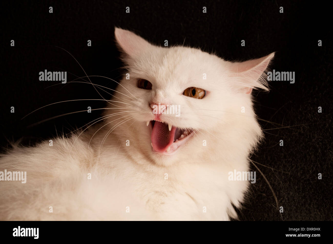White Raging Cat Angry white cat hi-res stock photography and images - Alamy
