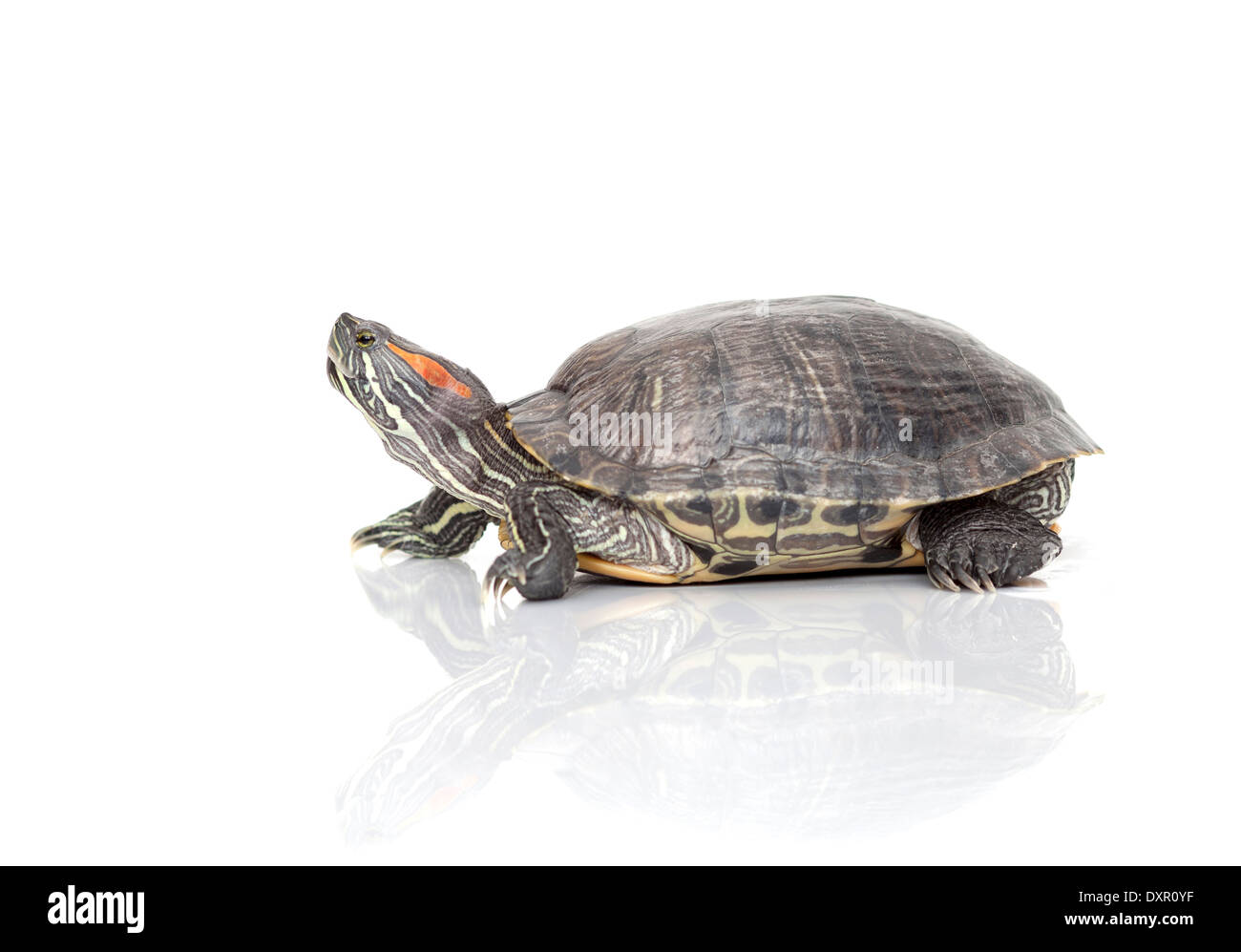 Lat Shell Turtles Turtle (lat. Trachemys scripta elegans Stock Photo - Alamy
