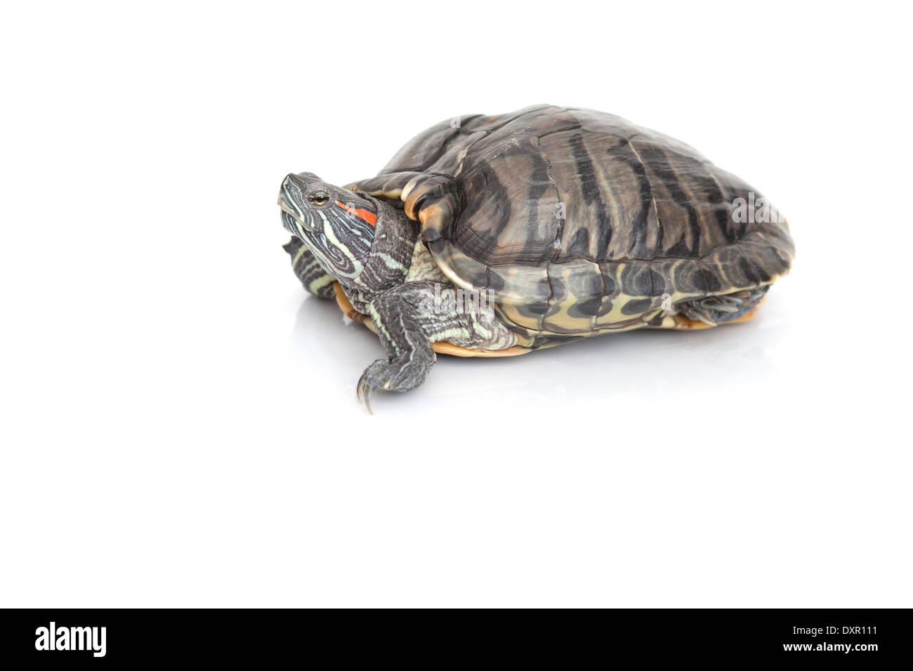 Lat Shell Turtles Turtle (lat. Trachemys scripta elegans Stock Photo - Alamy