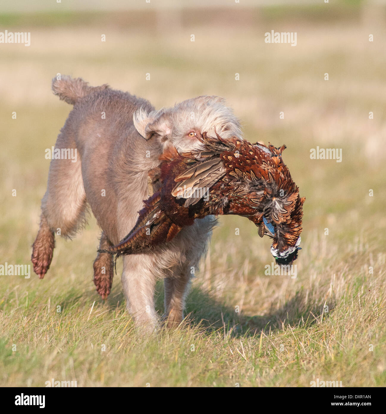 A Slovak Wirehaired Pointer, or Slovakian Rough-haired Pointer dog, carrying a pheasant Stock Photo